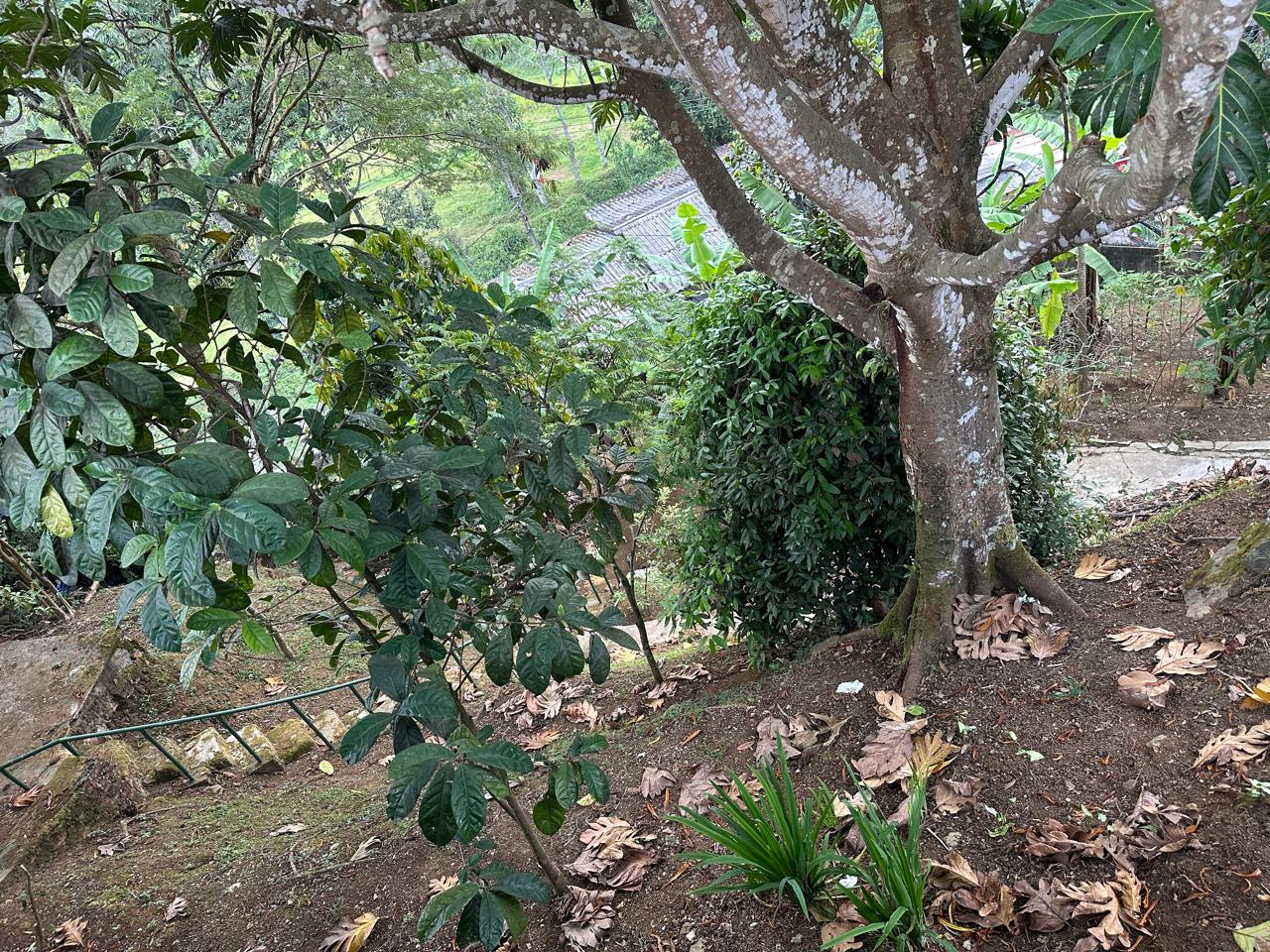 Dijual Villa Cisarua, Luas 2.345 Meter, Kode :20914 Ta Gallery